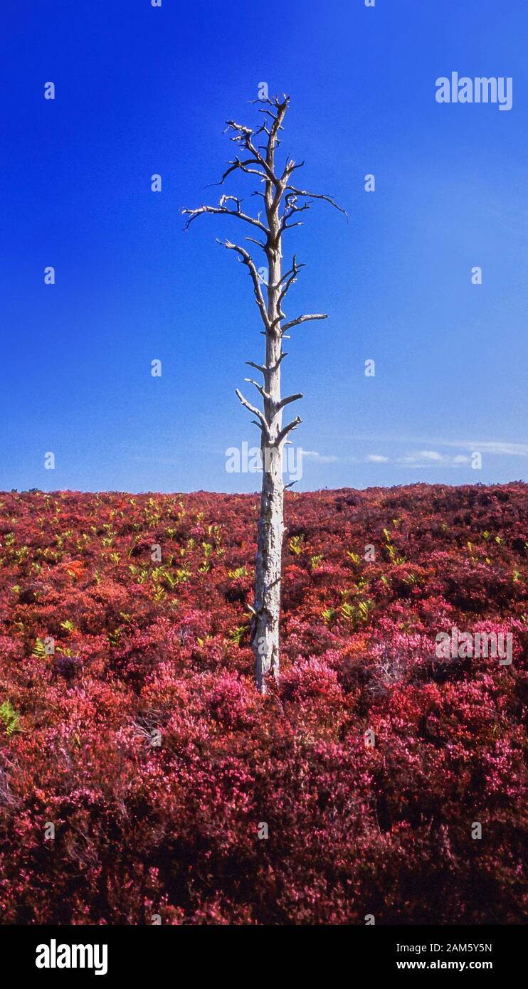 Albero morto in erica rosa, effetto filtro pennello. Foto Stock