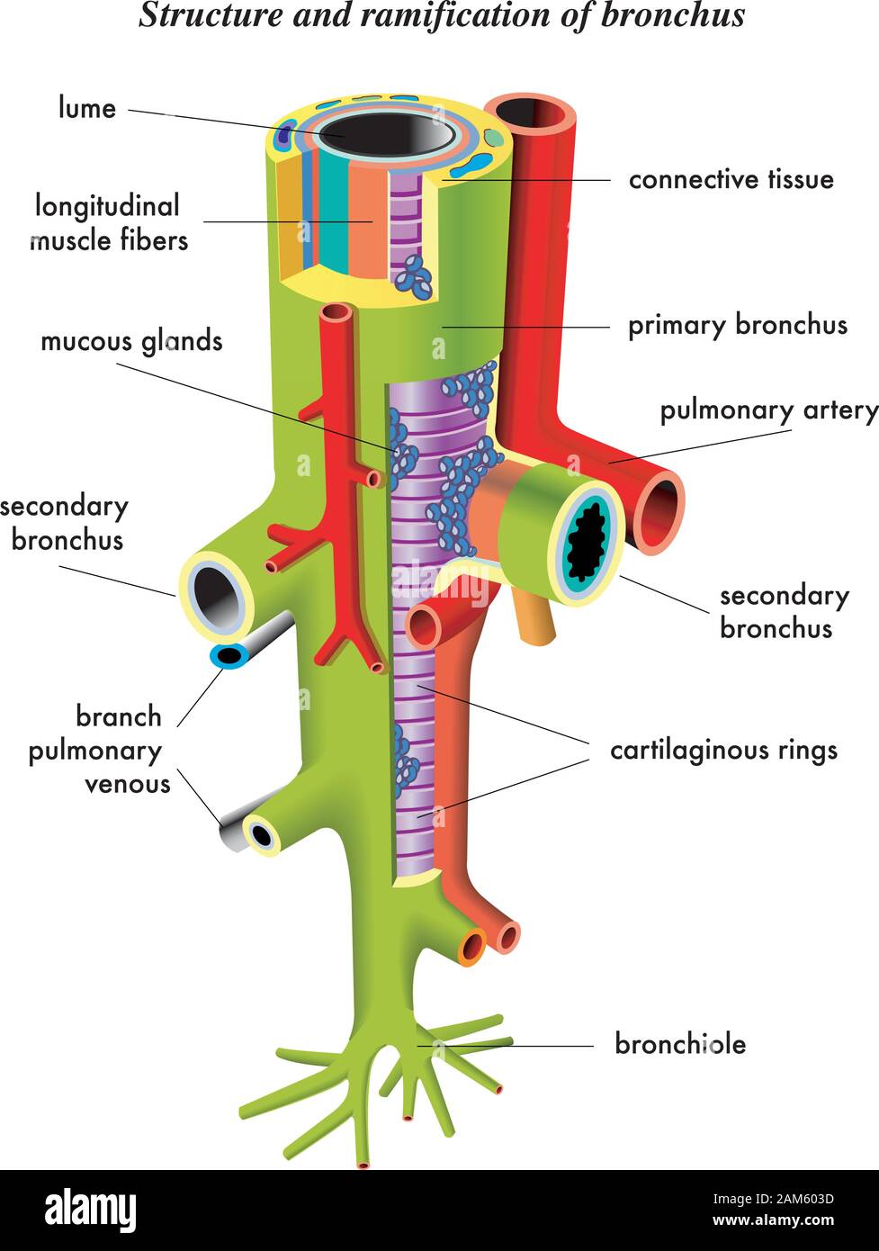 Illustrazione anatomica e descrizione del bronco. Illustrazione Vettoriale