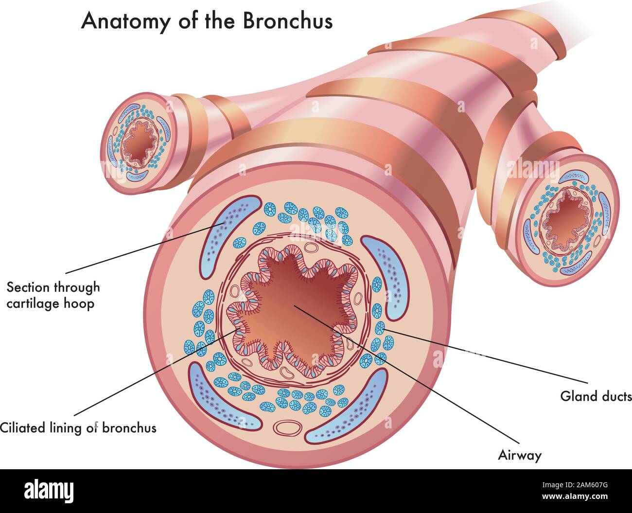 Illustrazione medica dell'anatomia del bronco. Illustrazione Vettoriale