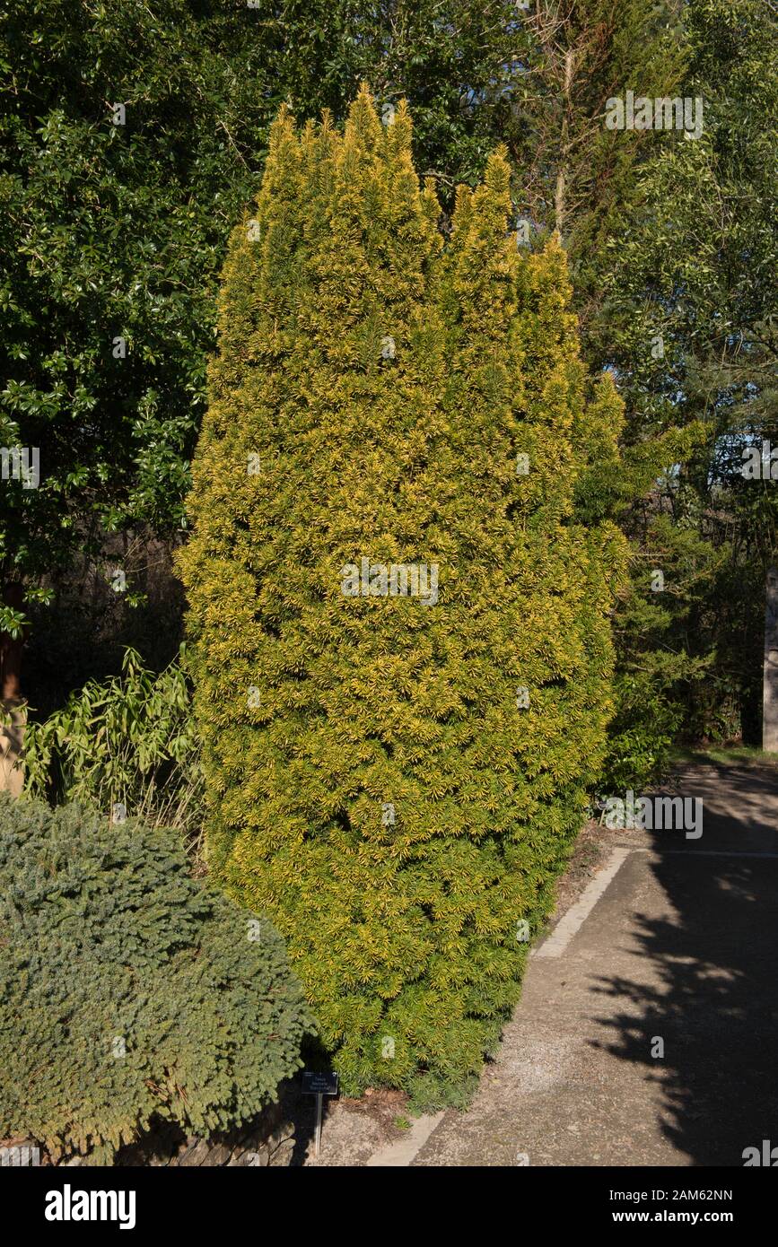 Il Foliage Evergreen di un comune, europeo o inglese Yew (Taxus baccata 'tandishii') in rurale, Inghilterra, Regno Unito Foto Stock