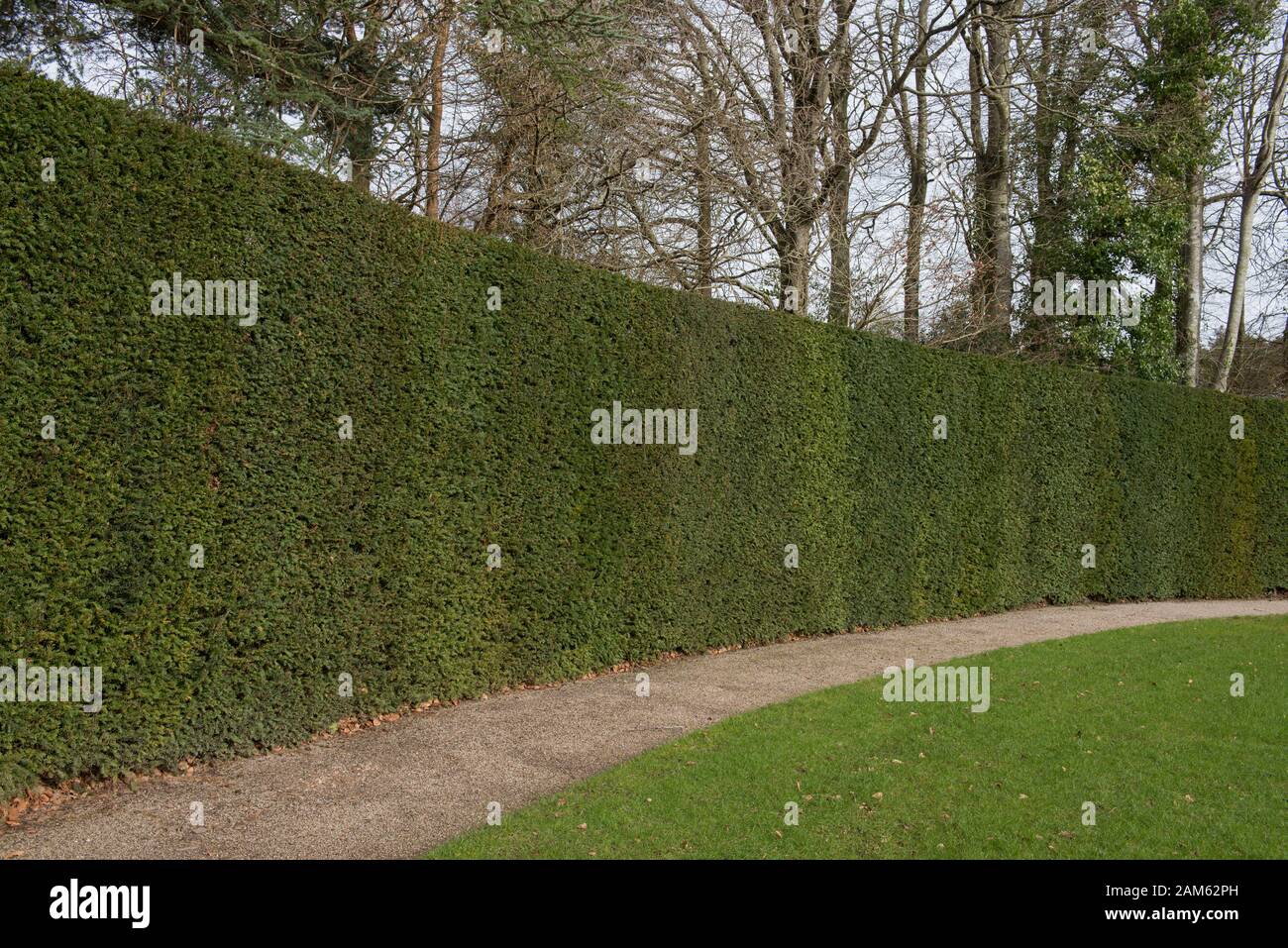 Il Foliage Evergreen di un comune, europeo o inglese Yew Hedge (Taxus baccata) in un Giardino in Inghilterra rurale, Regno Unito Foto Stock