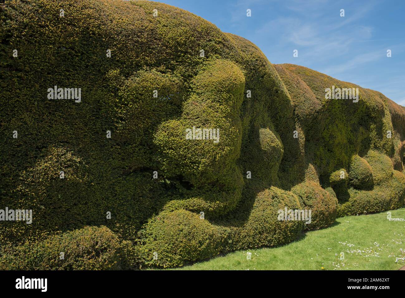 Il Foliage Evergreen di un antico comune, europeo o inglese Yew Hedge (Taxus baccata) in un Giardino in Inghilterra rurale, Regno Unito Foto Stock