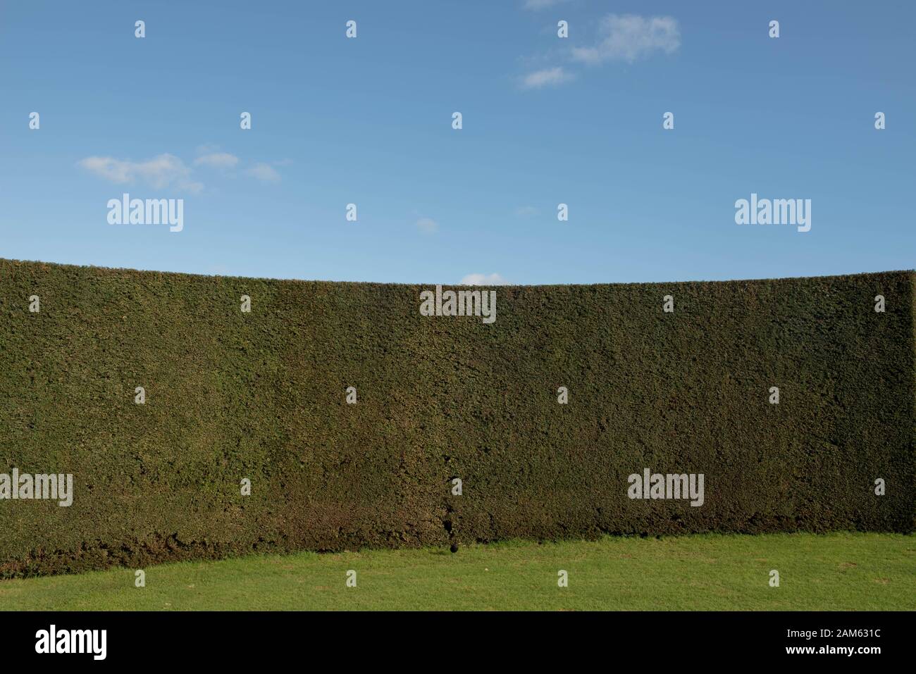 Il Foliage Evergreen di un comune, europeo o inglese Yew Hedge (Taxus baccata) in un Giardino in Inghilterra rurale, Regno Unito Foto Stock