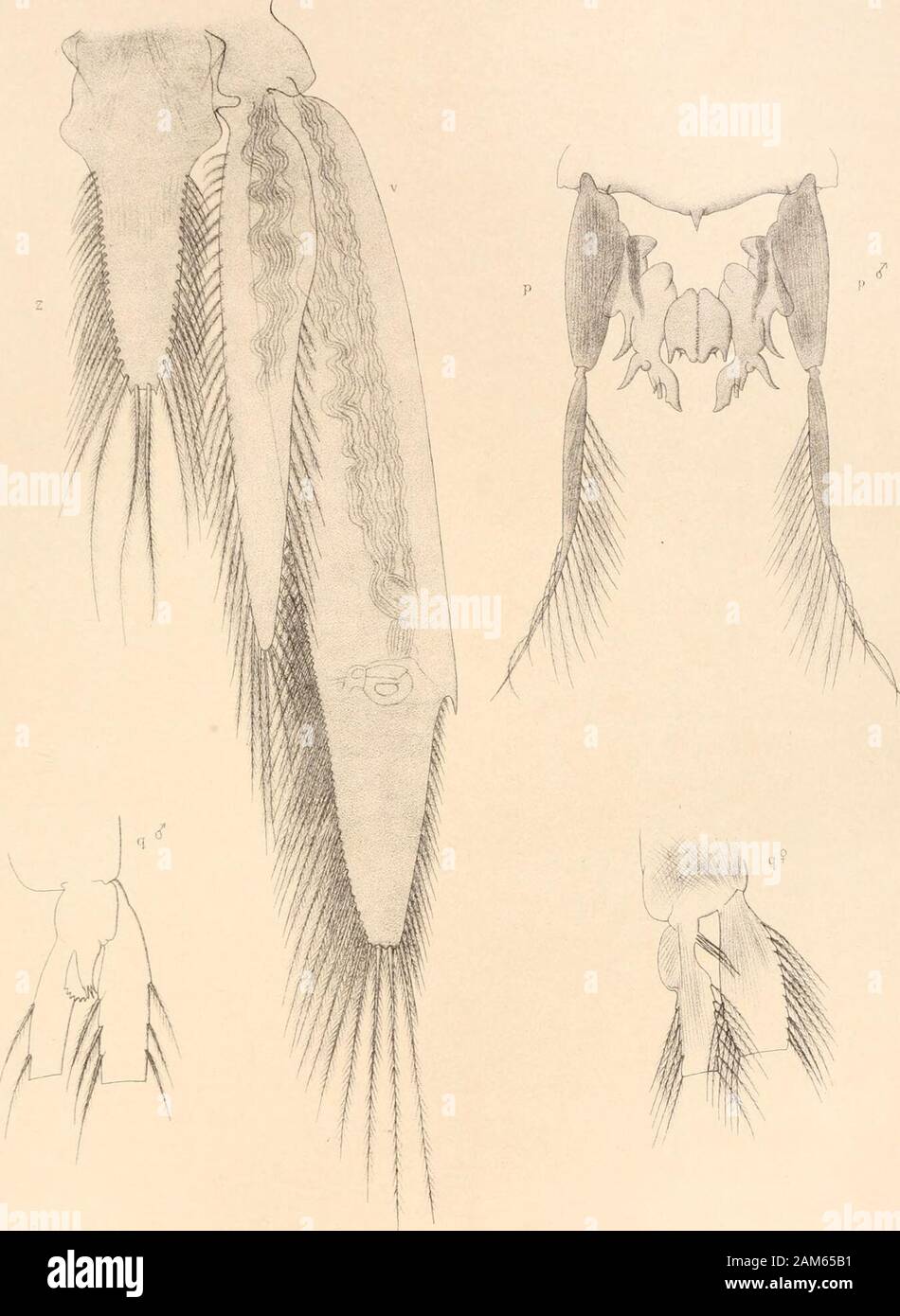 Relazione sui risultati scientifici del viaggio di H.M.SChallenger durante gli anni 1873-76 : sotto il comando del Capitano George SNares, R.N., F.R.sabbia capitano Frank Turle Thomson, la R.N. . Piastra LXIX. Sergestes atlanticus (p. 393).rp,p. Prima coppia di pleopoda del maschio, con petasrnata uniti nella linea mediana.q $. Secondo pleopod ; appendici attaccato alla base di i flagelli.2?. Secondo pleopod ; appendice attaccata alla base dell'flagelli.v. Sesta pleopod.z. Telson. ... Acea macrura . PI . SERGESTES ATLANTICUS . Piastra LXX. Piastra LXX. Sergestes japonicus (p. 387). Fig. 1. Vista laterale ; e Foto Stock