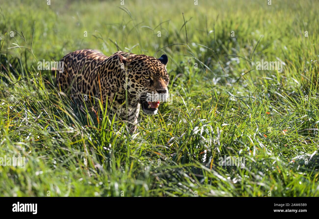 Wild Jaguar in habitat naturale - Pantanal praterie vicino la foresta pluviale amazzonica Foto Stock