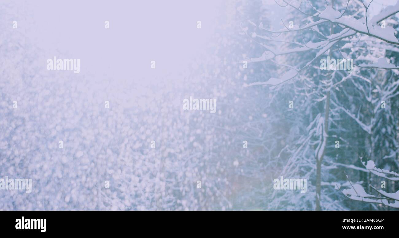 Inverno il sole che splende attraverso nevicata con alberi in una fredda mattina. 4k a risoluzione Foto Stock