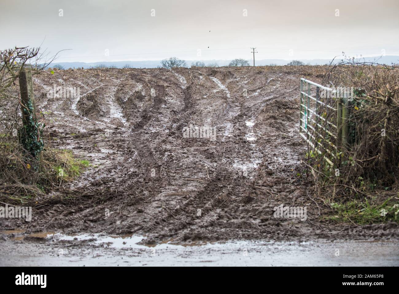 Fango marrone scuro sporco churned in su dai trattori dal cancello aperto del campo del coltivatore fangoso su un giorno bagnato grigio di inverno tetro Foto Stock