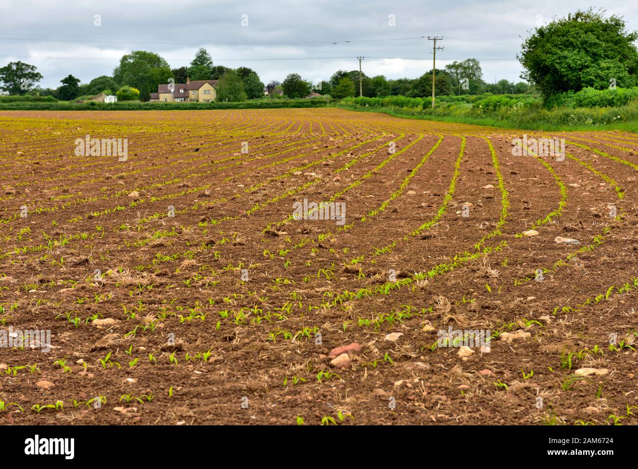 Campagna inglese con righe di nuovi germogli appena emergente in fattoria campo preparato, Somerset, Regno Unito Foto Stock