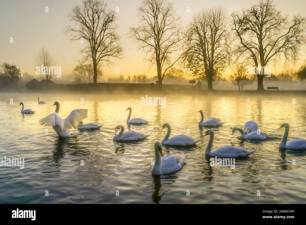 Cigni all'alba, fiume Avon, Stratford upon Avon, Warwickshire, Inghilterra, Regno Unito Foto Stock