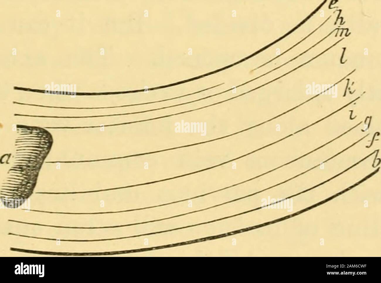 Malattie delle ovaie : la loro diagnosi e trattamento .. Umbilicus. b. Pelle. c. Il rectus muscolo con le sue iscrizioni tendinese. d. Sinfisi pubica. e. Il peritoneo. f. Lo strato superficiale del tessuto areolare. g. Strato profondo di ditto. h. Perimysium internum. i. Aponeurosis esterna di muscolo obliquo.h. Aponeurosis dell interno del muscolo obliquo.I. Aponeurosis del muscolo transversalis.m. Fascia transversalis. Lo schema n. 3 mostra gli strati divisi se l'incisione bemade lungo uno dei lineae semilunares. No. 3. a. Cresta dell'osso iliaco. i. Aponeurosis di obliquo esterno b. Pelle. muscolo. e. Perit Foto Stock