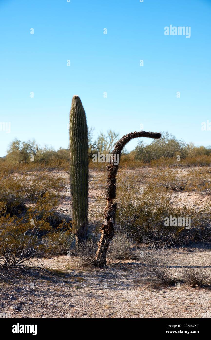 Due cactus Saguaro, uno vivo e uno morto, che crescono fianco a fianco. Foto Stock