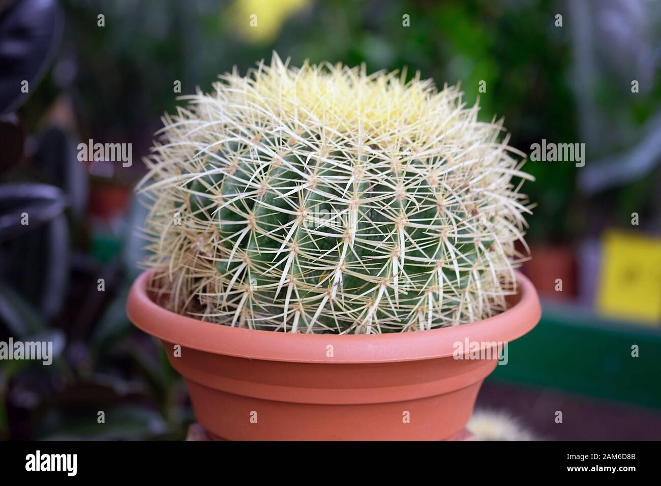 Echinocactus con stelo sferico. Cactus grande con aghi gialli in una pentola. Foto Stock