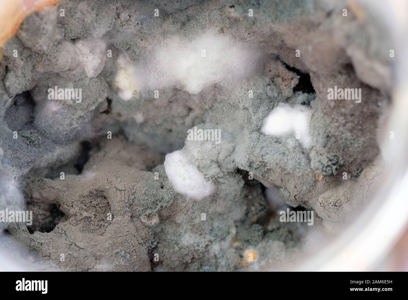 Forgi in un closeup del vaso. Funghi di muffa sui prodotti. Funghi microscopici che vivono sugli alimenti Foto Stock