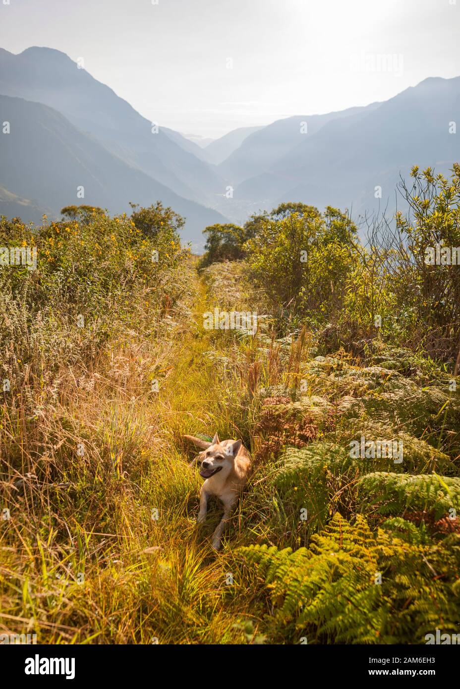 Cane che giace su un sentiero nelle montagne vicino a Baños, Ecuador. Foto Stock