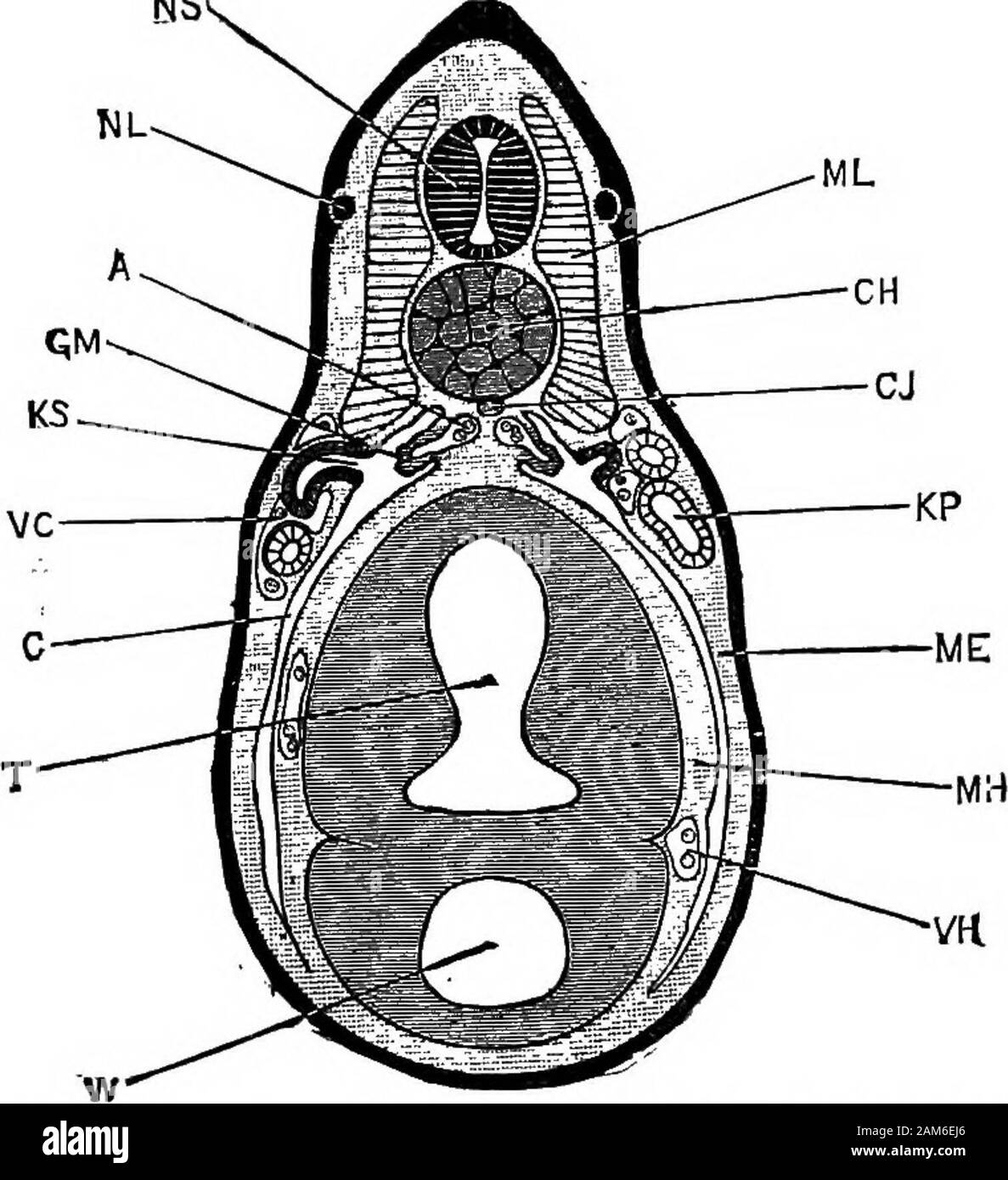 La rana: introduzione alla Anatomia, Istologia ed embriologia . FiG. 36.-tailed rana, vicino la stretta della metamorfosi,dissecata dalla superficie ventrale per mostrare i reni e repro-ductive organi, x 4. Un, aorta dorsale; F, corpo grasso; GM, glomerulus; KA, archinephricor condotto segmentale; KM, corpo di Wolffian; KP, testa rene, dis-apparizione; KU, uretere; O, bocca; o, cresta genitale; RV, suggerimento ofventricle ; PER, esofago, tagliare corto. Il sistema urinario 146 stomes; e (2) l'archinephrie o condotto segmentale che isthe parte posteriore del tubo, e corre lungo la dorsalbody-parete quasi stra Foto Stock