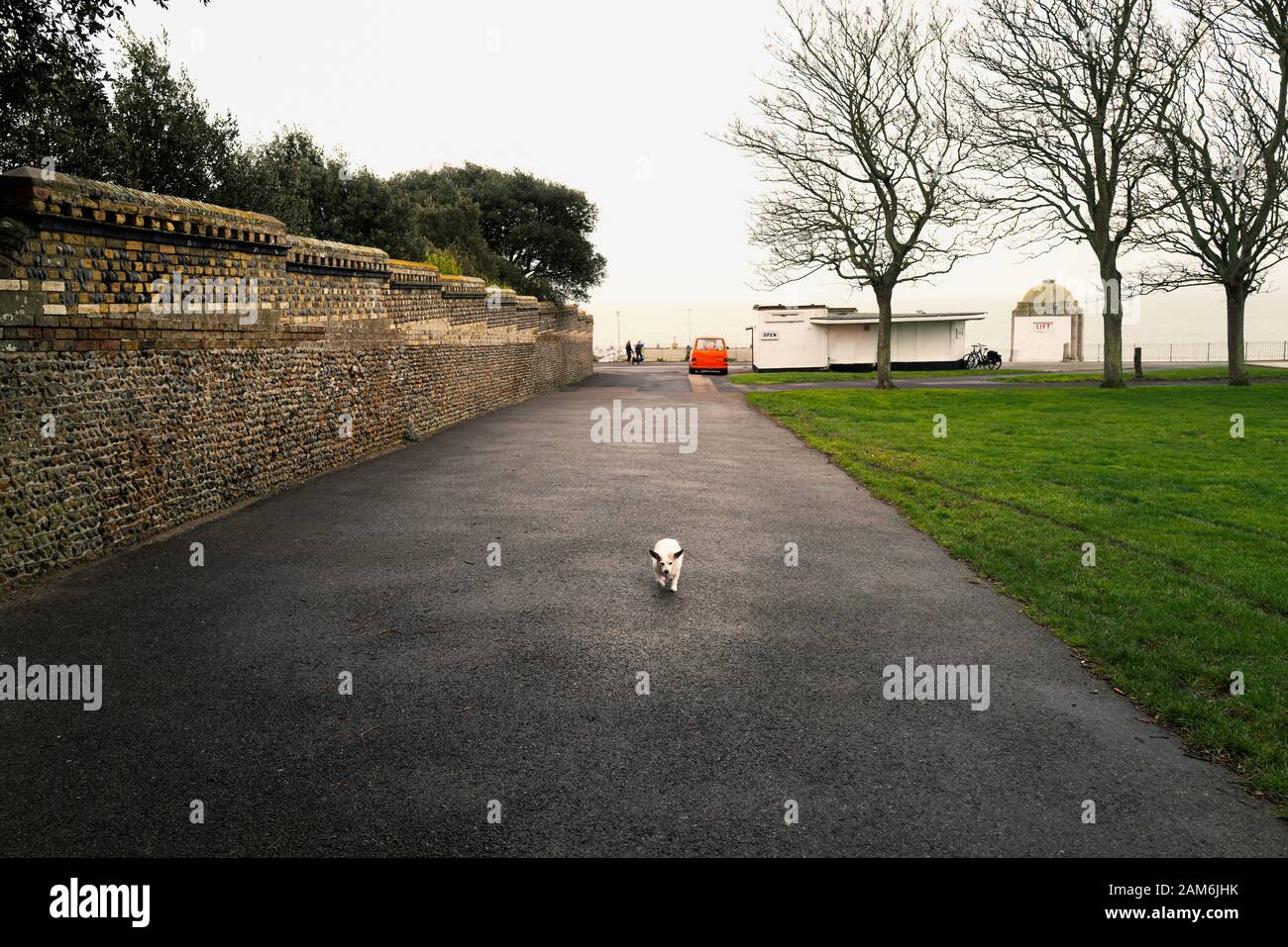 Un piccolo e carino anziano Jack Russell fa la sua strada sulla spianata fuori guinzaglio guardando piccolo nei suoi dintorni. Foto Stock