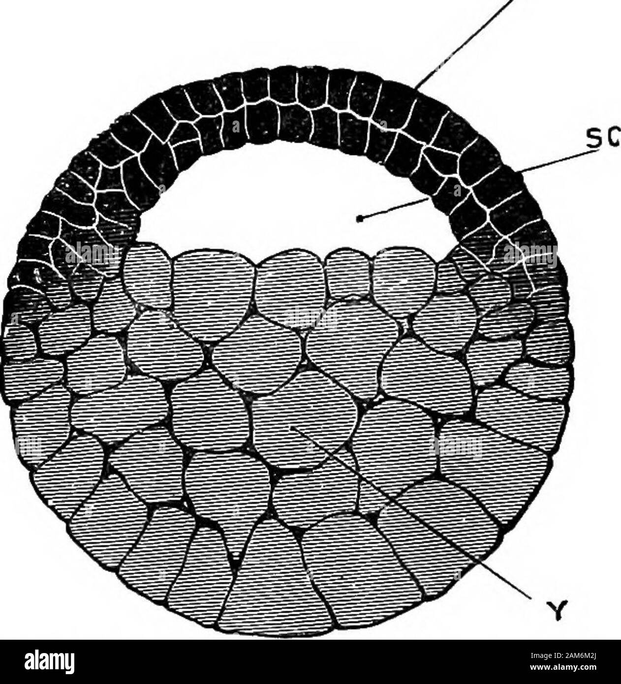 La rana: introduzione alla Anatomia, Istologia ed embriologia . cellule dividendo più rapidamente altodel inferiore e quelli più grandi. Per mezzo del radiale e concentricclefts, il numero di cellule è rapidamente aumentata, la divisione di celle essendo in tutti i casi, come dal primo, preceduta dalla divisione oftheir nuclei. Nella fase in cui solo otto celle sono presenti, cioè sulla segmentazione dell'uovo 109 il completamento del trattamento delle schisi thiid, una piccola cavità appare in ilcentro dell'uovo, intorno a cui le celle sono raggruppate: duranteil fasi successive di segmentazione questa cavità di segmentazione orMastocoele, come è calle Foto Stock