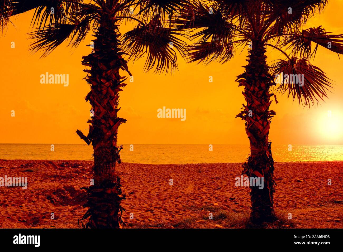 Silhouette di palme sulla spiaggia al tramonto Foto Stock