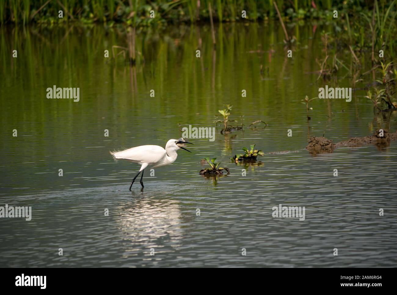 Egret, Egreta garzetta, in pesci stagno cattura pesce, Tam Coc, Ninh Binh, Vietnam, Asia Foto Stock