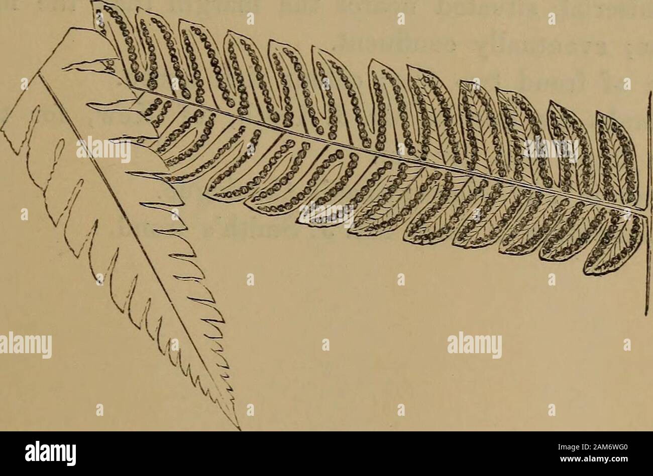 Felci: British e esotici.. . 1. Pinna di matura Frond-sotto il lato. POLYPODIUM SUBMAEGmALIS. Langsdorff e Fischer. Speengel. Piastra. XLIX. VOL. II. Goniopteris submarffinalis,Phegopteris JPolypodium caripense, distans, Peesl. A pagamento.J. Smith. WiLLDENOW. KUNZE. SlEBEE. Kaulfuss. JPolypodium-Polypody. Suhmarginalis-quasi marginale. Nella sezione Phegopteris degli autori. Un'altra specie rare resi attraenti dalla linea di con-spicuous fruttificazione che copre tutta la frond.Un sempreverde stufa Fern.Native del Brasile e Venezuela.fronde pinnate, lineare-lanceolate in forma. Pinncc pinnatifid, Foto Stock