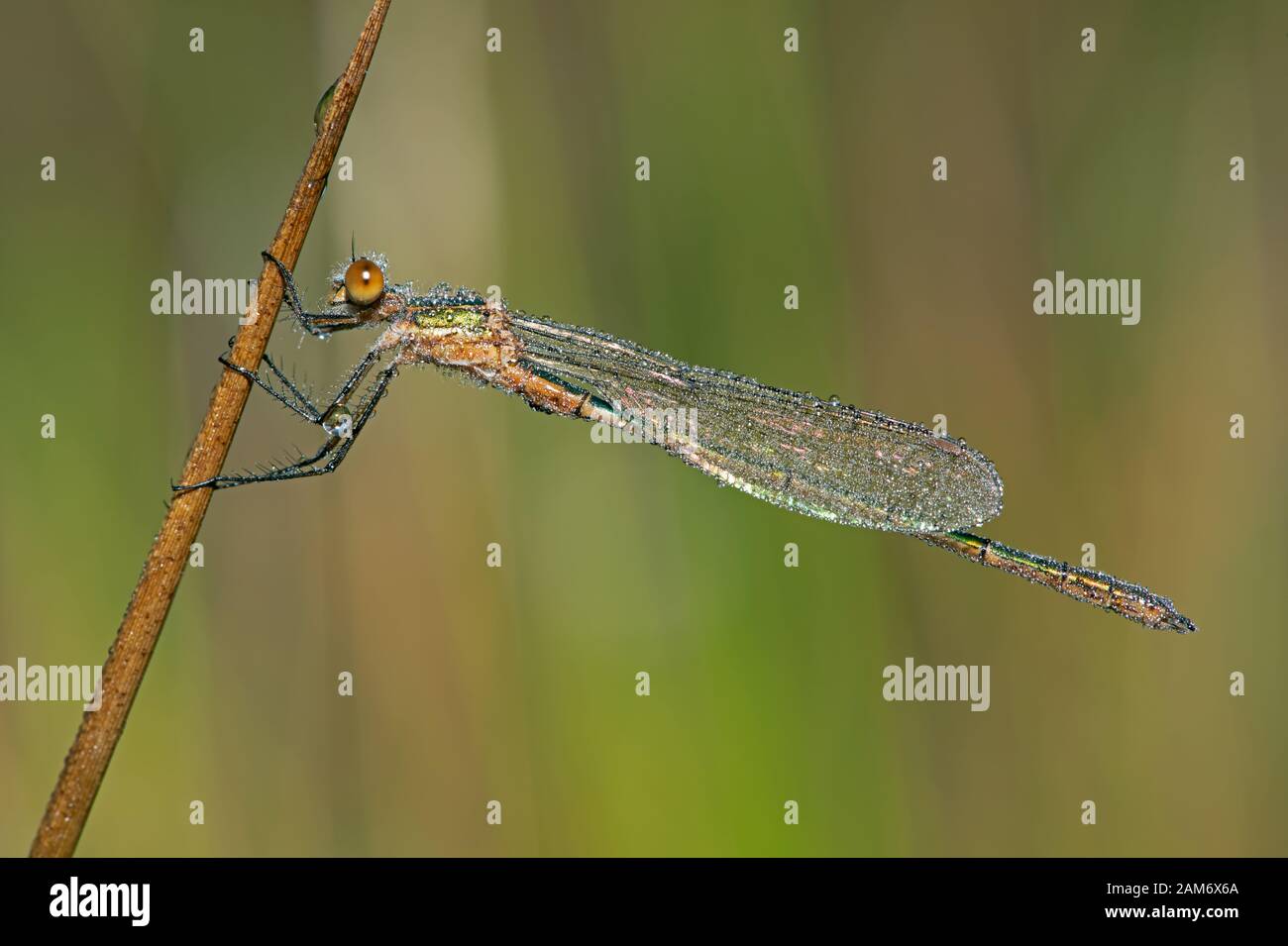 Smeraldo Dammelfly (lestes spugna) coperto di rugiada del mattino Foto Stock