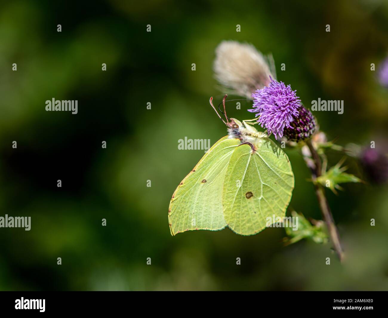 Farfalla comune di Brimstone su un thistle Foto Stock