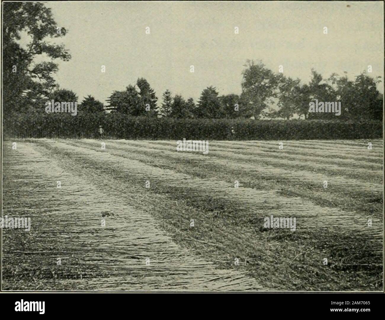 Agricoltura per principianti . Lino 228 AGRICOLTURA PER PRINCIPIANTI il taglio dei peduncoli. La nostra resa media di lino è da eightto quindici bushel un acro. La canapa. Come lino e canapa si adatta meravigliosamente manycountries e molti climi. Tuttavia, in America la maggior parte ofour canapa è cresciuto in Kentucky. La canapa ha bisogno di un terreno ricco abbastanza per dare le piante giovani avery una rapida crescita nei primi giorni in modo che essi possono formare. Fig. •Ig. Il taglio di canapa, fibre lunghe di dare questo raccolto abbondante withoutgreat azoto costo, esso dovrebbe essere cresciuto in una rotazione che includesone dei legumi. Ricco e ben drenato bottom-terre prod Foto Stock