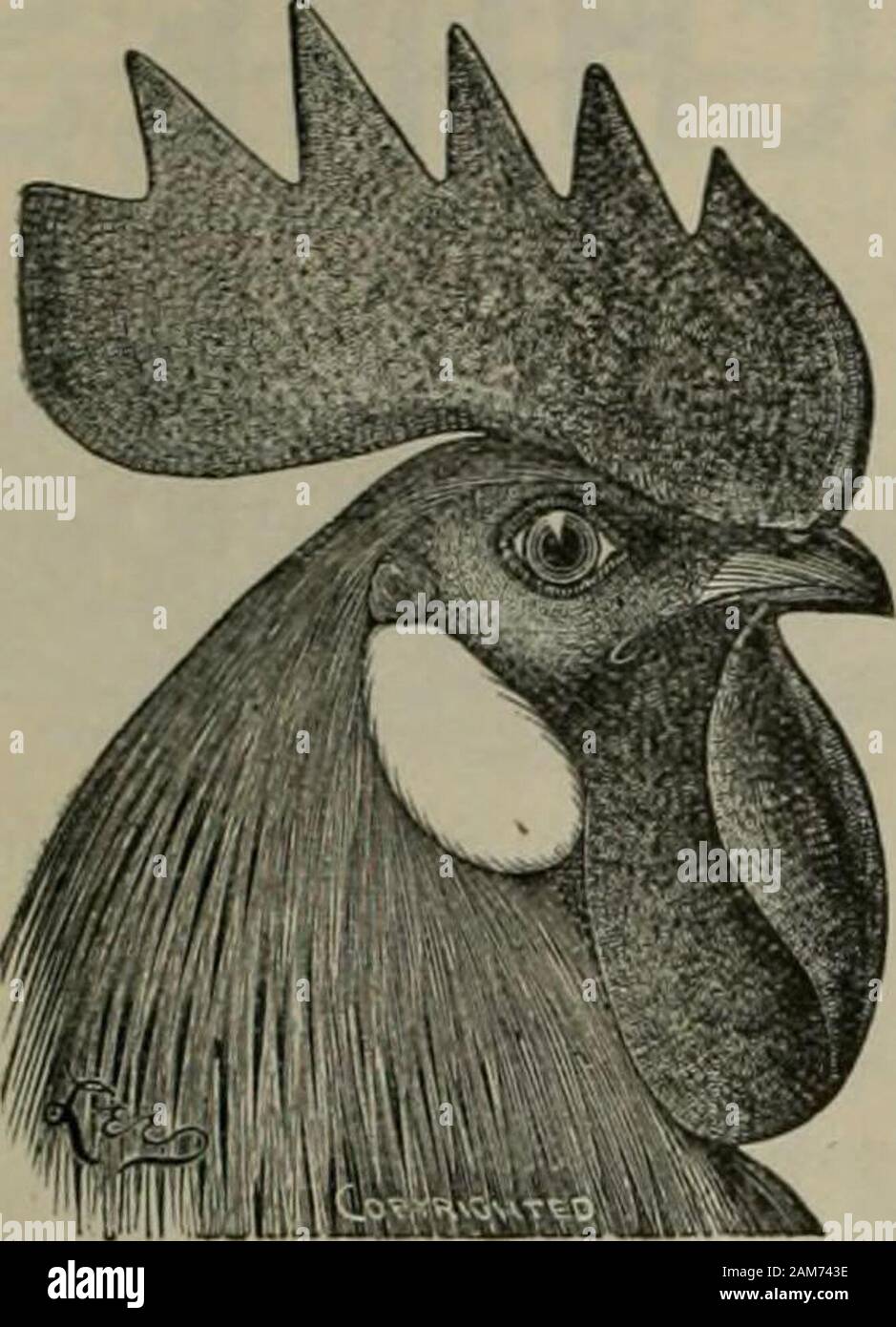 La piantatrice meridionale . -J. T. DUNN, Manager. lc^4=^^ mi=^c^^ e=^=^^ :§y=^-£7-£7-£7-£7: come è il tuo frumento? OT^TTh11CTi NrT1 IQvestec^ in una cartolina postale e indirizzata============== per la macchina CARDWELL COM-PANY, Richmond, Virginia, vi porterà le circolari in materia di bli ii sono semplici, resistente e facile da lavorare.Capacità, 200 a 1000 bushel di grano al giorno, in funzionedella dimensioni e carattere di grano. La macchina GARDWELL CO., diciannovesimo e Cary Sts.Richmond, Virginia. Se T # f f w .^ ^^^^. ^. ^. ^j^j^. ^2^=2^5 ^^2^§ g^2^Z; gv^Z^^ ^£^^^2, &gt;! 374 La piantatrice meridionale [giugno LECHORN POLLAME YA Foto Stock