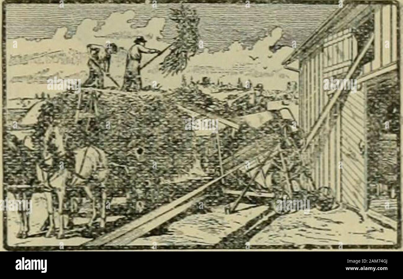 La piantatrice meridionale . -J. T. DUNN, Manager. lc^4=^^ mi=^c^^ e=^=^^ :§y=^-£7-£7-£7-£7: come è il tuo frumento? OT^TTh11CTi NrT1 IQvestec^ in una cartolina postale e indirizzata============== per la macchina CARDWELL COM-PANY, Richmond, Virginia, vi porterà le circolari in materia di bli ii sono semplici, resistente e facile da lavorare.Capacità, 200 a 1000 bushel di grano al giorno, in funzionedella dimensioni e carattere di grano. La macchina GARDWELL CO., diciannovesimo e Cary Sts.Richmond, Virginia. Se T # f f w .^ ^^^^. ^. ^. ^j^j^. ^2^=2^5 ^^2^§ g^2^Z; gv^Z^^ ^£^^^2, &gt;! 374 La piantatrice meridionale [giugno LECHORN POLLAME YA Foto Stock