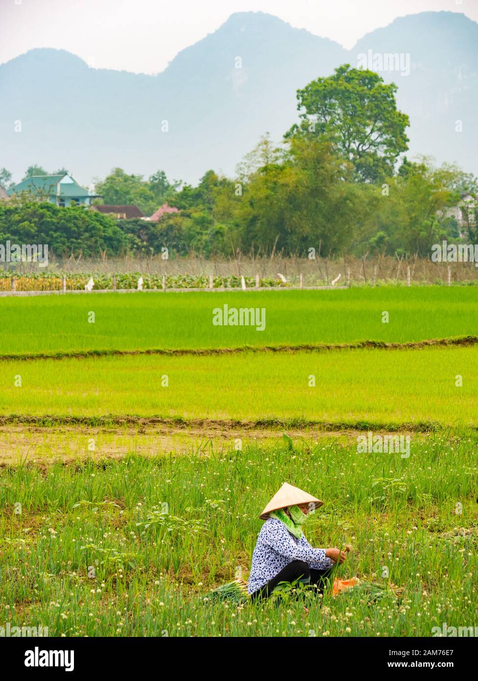 Donna locale che indossa cappello conico raccogliendo cipolline nel campo, Dong Tham, Ninh Binh, Vietnam, Asia Foto Stock