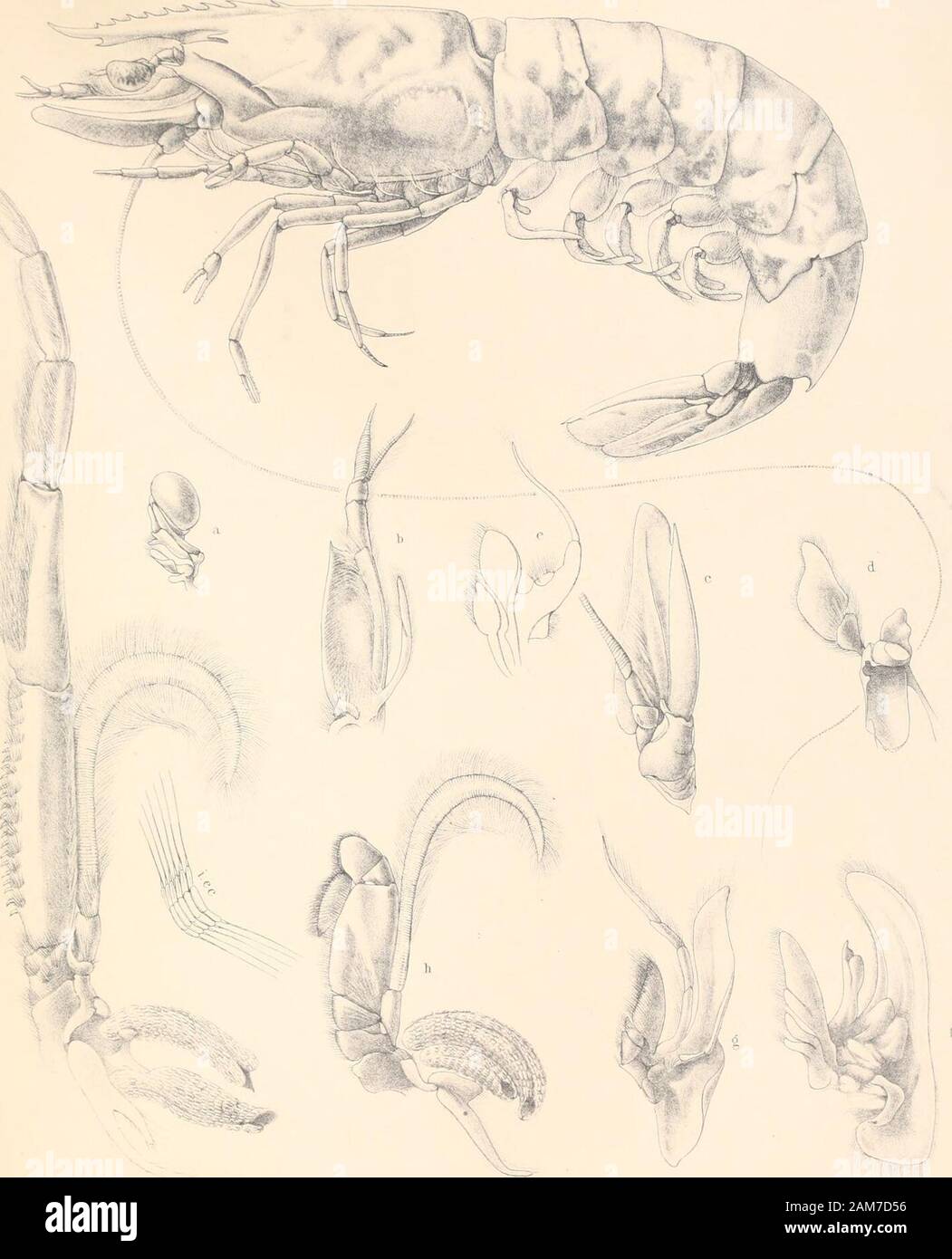 Relazione sui risultati scientifici del viaggio di H.M.SChallenger durante gli anni 1873-76 : sotto il comando del Capitano George SNares, R.N., F.R.sabbia capitano Frank Turle Thomson, la R.N. . Rions.liih. ? ? . STENOPUS HISPIDUS. Piastra XXXI. (ZOOL. CHALL. KXP.-PARTE LII.-1887.)-fff. Piastra XXXI. Penasus cancdiculatus, var. japonicus (p. 245). a. Ophthalruopod. b. La prima antenna. c. La seconda antenna. d. Mandibola o siagon. e. Primo siagnopod o primo mascella. f. Secondo siagnopod o seconda mascella. g. Terzo siagnopod o primo maxillipede.h. Primo gnathopod. i. Secondo gnathopod. io, ce. Sezione del basec Foto Stock