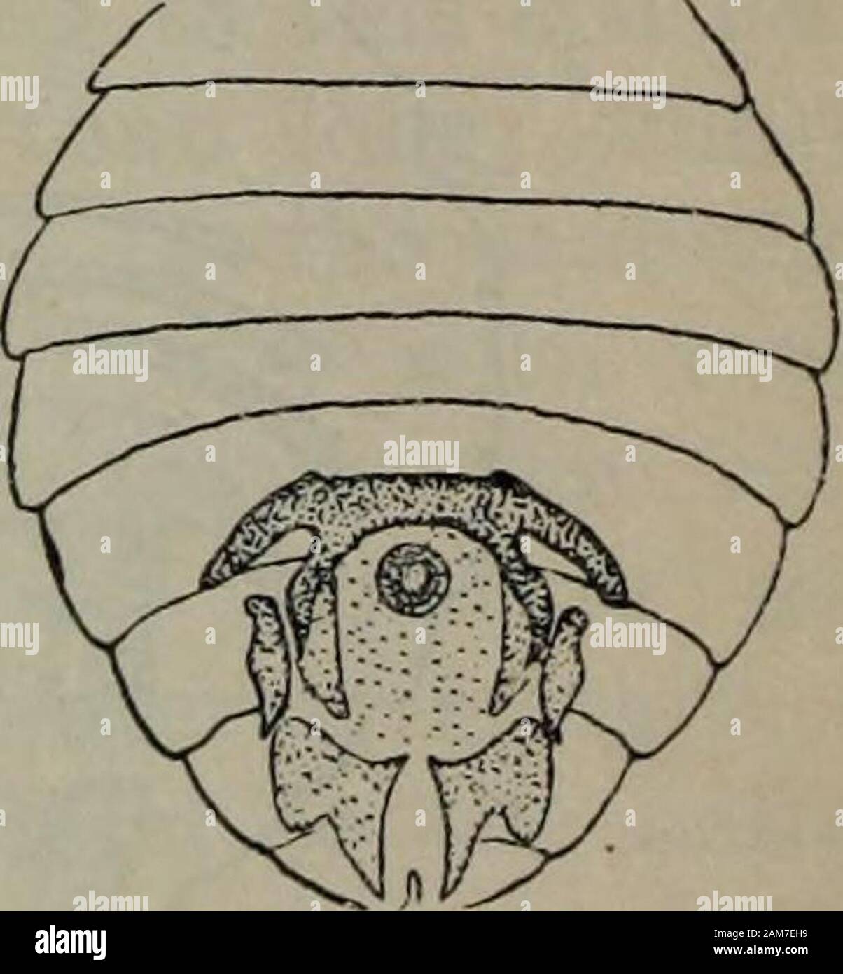 Le transazioni della Royal Society della Nuova Zelanda . Fig. 11. Philopterus numeniicola. 0.. Fig. 12. Philopterus numeniicola.ventrale di. Philopterus numeniicola n. sp. Due femmine da Numenius variegatus Scop. Questo speci°s porta astrong somiglianza generale per l'ultimo, ma è più piccola, la testa è più Johnston e Harrison.-Mallophaga dal Kermadecs. 373 e più stretti, la prothorax diverse in forma e ci sono altri minordifferences. Descrizione della femmina.-testa più lungo che largo, con allungata di con-grotta facciate clypeus, arrotondata uniformemente lobi temporali, e leggermente concavehind margine, con ve Foto Stock