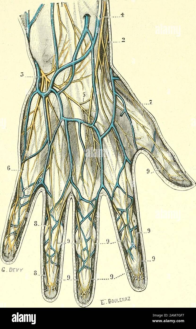 Traité d'anatomie humaine . areilles conclusioni. Cesexpérimentateurs sectionnent, sur le chien, lun des quatre collatéraux qui serendent à doigt delle Nazioni Unite. Celte sezione devrait, ce, semble entraîner la paralysie dansun quart de la peau du doigt. O, il nen est rien : aucun changement ne sur-vient dans la sensibilité. La sezione de deux nerfs collatéraux la modifie à peine.Celle de trois nerfs collatéraux ne fait que latténuer, et il faut, pour labolirentièrement, sectionner à la fois les quatre collatéraux. Lenseignement quidécoule de ces expériences est que le Champ de distribution des nerfs colla Foto Stock