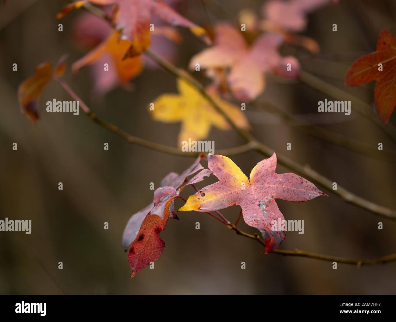 American Sweetgum (Autunno Colore Di Dicembre) - Hall County, Georgia. Il colorato Sweetgum foglie in autunno fogliame. American Sweetgum (Autunno Colore O Foto Stock