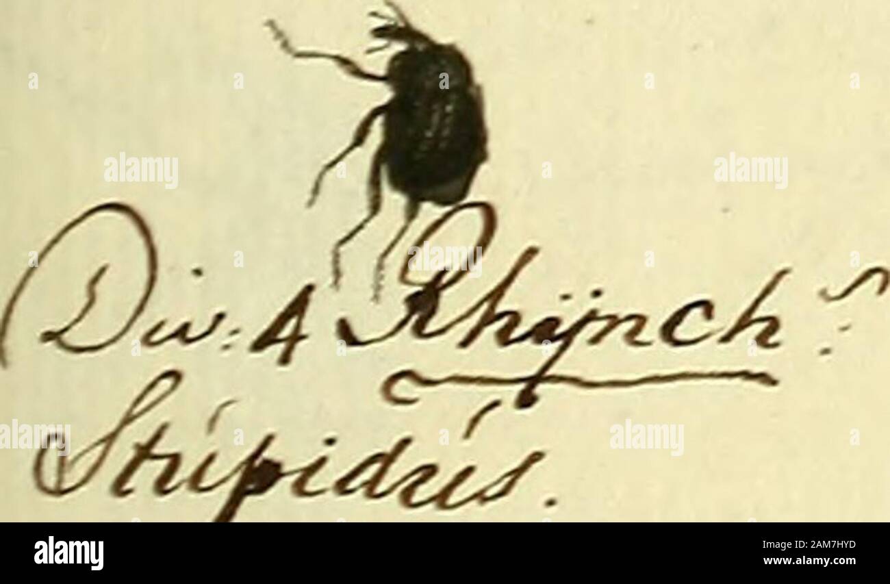 Entomologie, ou Histoire Naturelle des insectes : avec leurs caractères génériques et spécifiques, leur descrizione, leur synonymie et leur enluminée . ^c-&LT; /Z^^^ ^:C^A/ J^ 201 ?. Mi^f^z^y. (Y}-^ l7^. Foto Stock