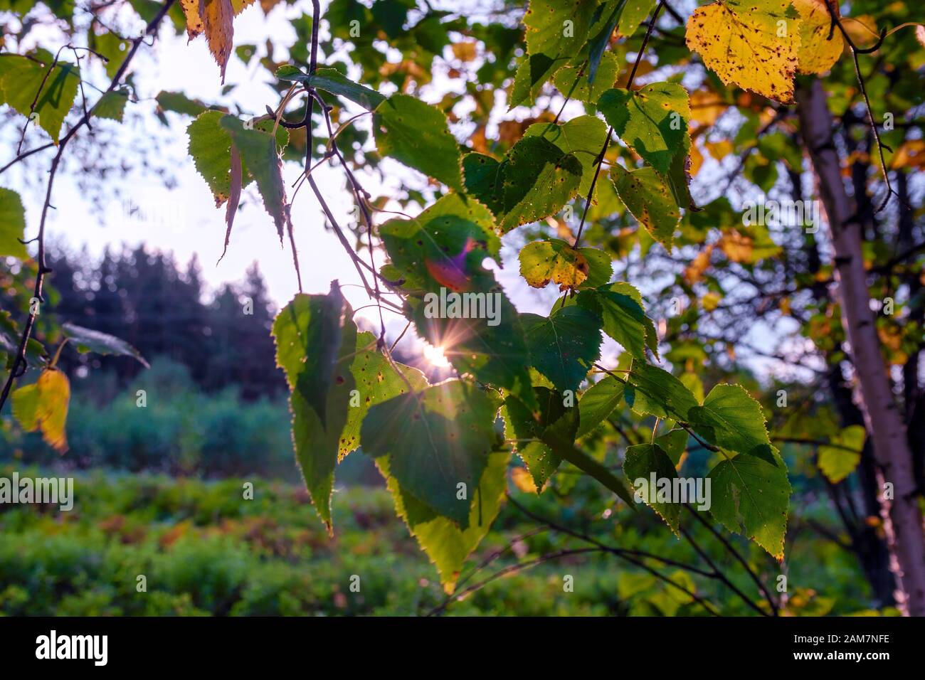 Sunny autunno foresta. Calo naturale di scena. Bella foresta di caduta dello sfondo. Foto Stock