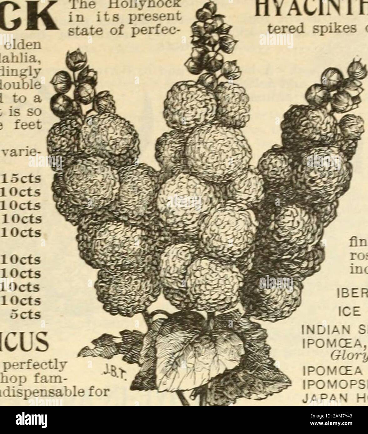 Sementi, annuale 1899 . RIS-^5ee Candytuft).IMPIANTO DI GHIACCIO-(vedere Mesembryanthemum).INDIAN SHOT-.Vedere Camiaj.IPOMCEA, imperiale giapponese-(vedere la gloria di mattina).POMCEA QUAMOCLIT-^5ee Cypress vitigno).IPOMOPSIS -(^S&GT;e albero Cypress).IL GIAPPONE HOP-CSeeHurnulus Japonicus).JOSEPHS RIVESTIRE-(vedere AriiarantlLUS tricolore). Bella alpinisti ed estremamente attraente mix-ed con altri scalatori. Essi sono simili buona forgreenhouse, per pentole e cesti e graticci,monconi, mandrini, etc. Offerta: annuale da cinque a dieci piedi alto.La SETOSA ^brasiliano della gloria di mattina). Un molto vigorosa e robustgrowing vitigno, con grande e molto bello Foto Stock