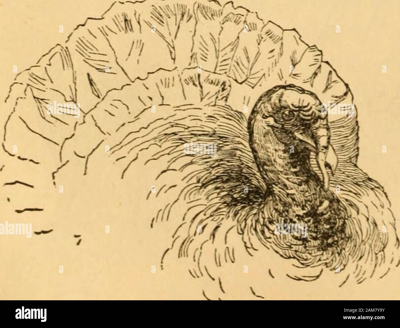 Fisionomia di confronto; o, esempi tra uomini e animali . ou vedere nessun astuzia sia in Turchia o theTurk. Se egli è in potenza, egli offerte sfida a tutto il mondo.It è solo quando la sua sfida è accettato che egli acknowl-bordi una superior. Ma egli non lotta. Nel momento in cui egli nonè il Maestro, egli è slave. Egli ha la più alta possiblerespect per le potenze; così che egli ha una certa porta sublime su di lui sia egli il sultano o non. Tra i molti tratti eccellente della Turchia abbiamo willmention solo questo, l'istinto di curare la malattia. Egli è un doc-tor, e tutti i giovani tur Foto Stock