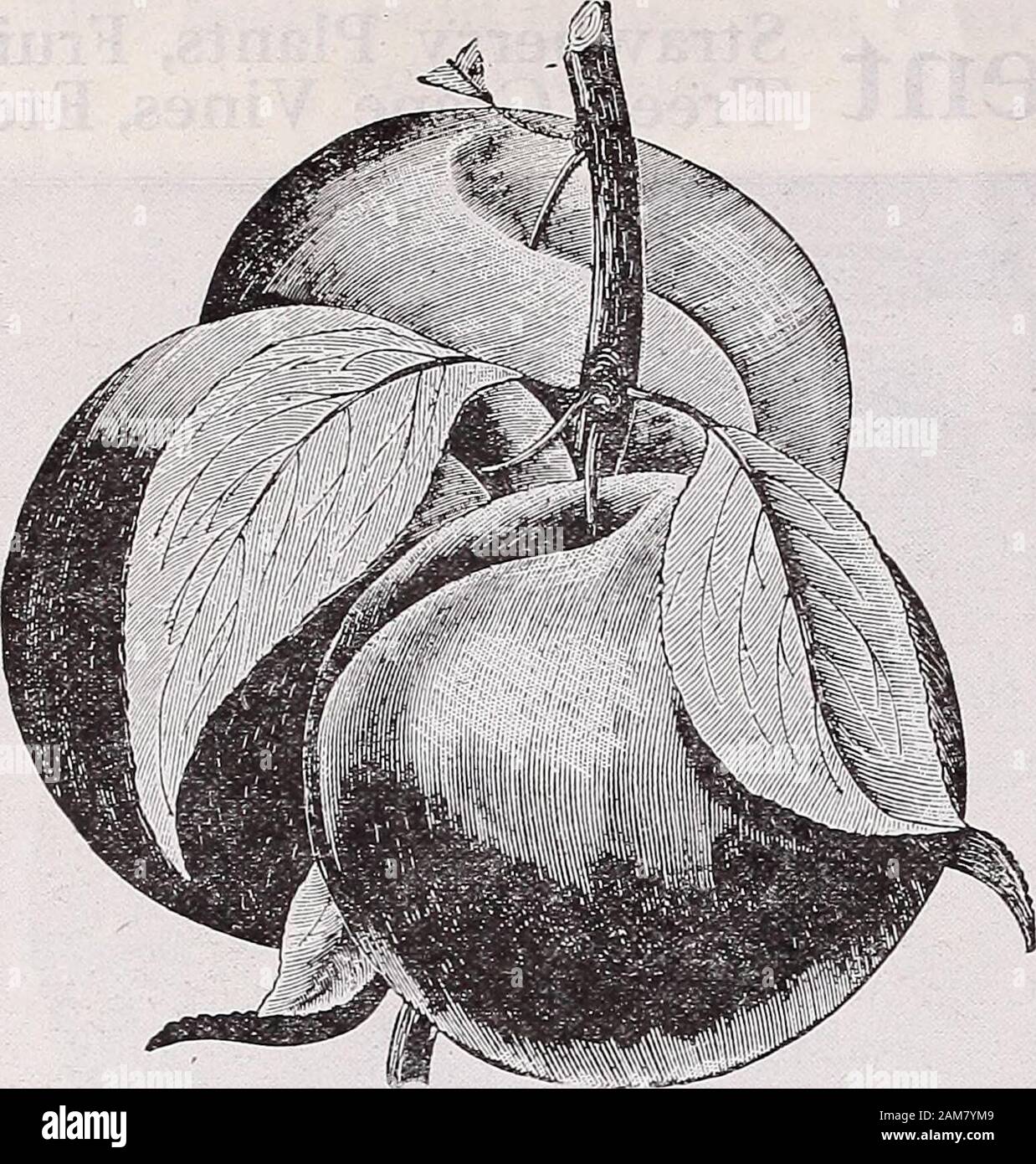 Catalogo annuale di Schwill è sicuro semi . eable sapore; stagiona in novembre. Bell fiore-oblunga, ammenda ricco giallo, succosa, acido. Caduta Pippin-grande, giallo; stagiona in settembre. Gloria Mundi-uno dei più grandi mele; stagiona in settembre. Maidens arrossire-grande, giallo pallido; stagiona in settembre. Roma bellezza-grande, rosso, carne bianca. Yates Mammoth-riccamente striped; stagiona in novembre. Varietà invernali. Arkansas bellezza-grande, luminoso rosso; riesce bene.Arkansas Black-grandi, scuri crimson, polpa giallo.Ben Davis-grande, giallo verdolino, listati di rosso.Nero ramoscello-assomiglia al vino SAP, ad eccezione del fatto che è f Foto Stock