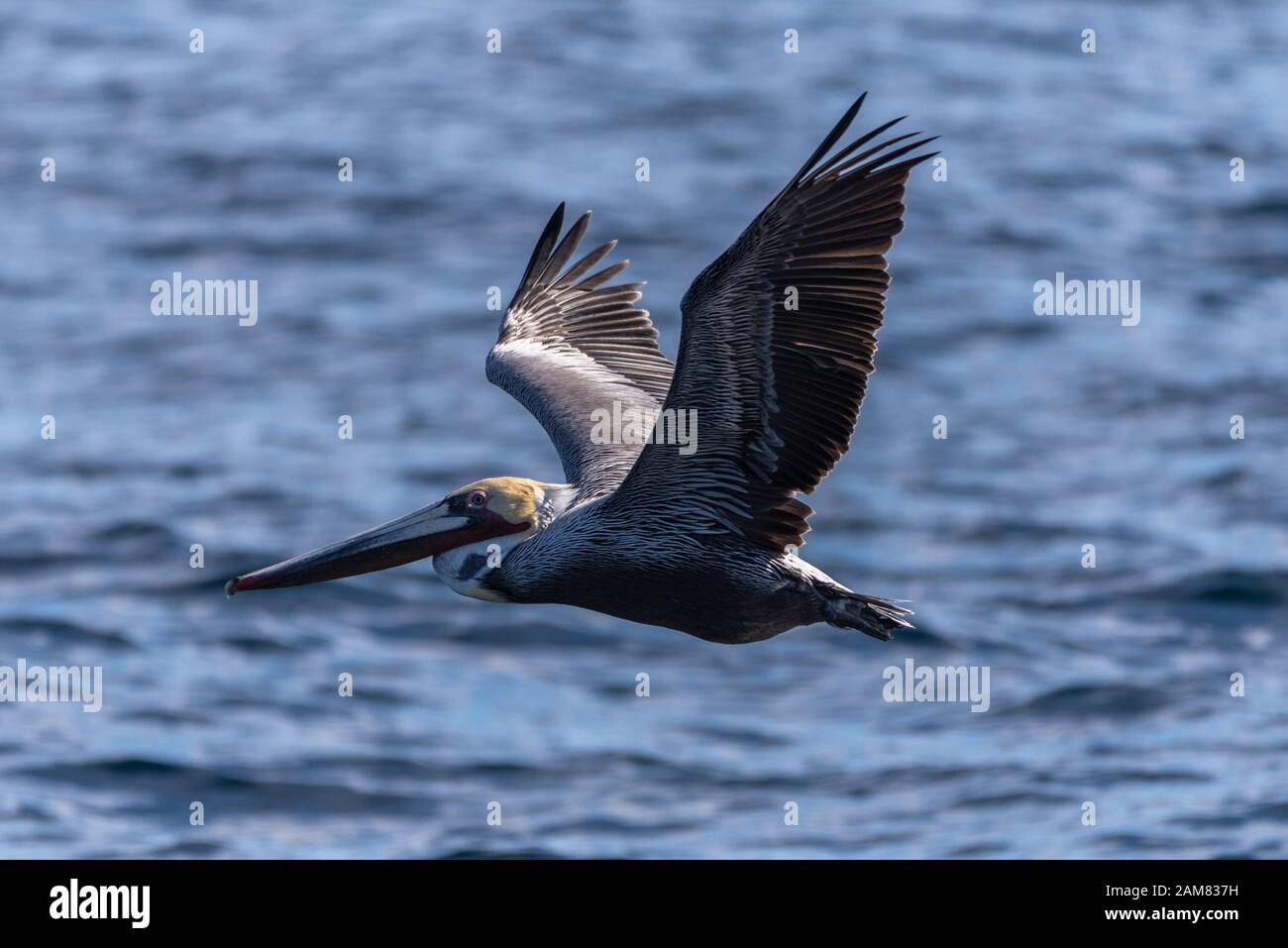 Il California Brown Pelican ha ali che si allargano mentre si stana sull'acqua dell'oceano vicino alla costa della California del Sud. Foto Stock