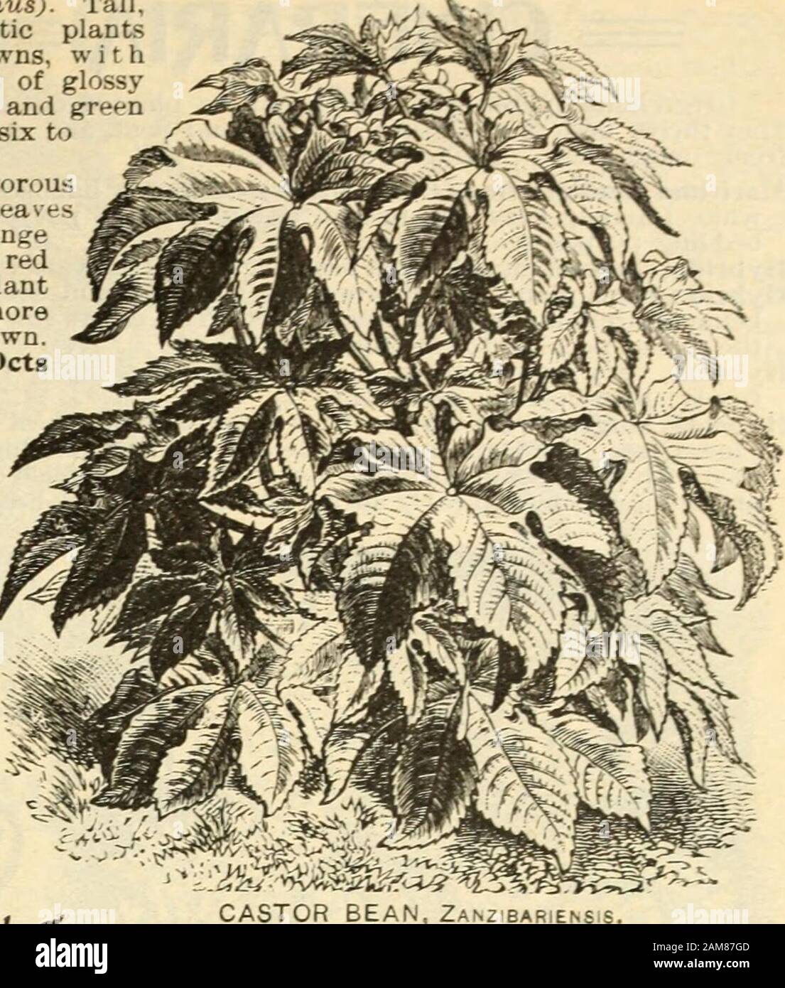 Sementi annuali, 1899 . FAGIOLO di ricino, ZIBARLE^SIS. GEBOSIA... Pulsante Centaurea Cyanusors). Cheiranthus Cheiri - (-SeeFlower). Cheiranthus Maritimus (5ee Vir-ginian Stock). CELOSIA, Trionfo dell'esposizione. CnRYSANTHEMlM Chrysan t lie-mums hanno de-servedly Become>molto popolare.•Essi areshowy ed ef-fect! vf nel giardino, andmolto desiderabileper i flussi di taglio. Il nostro listaride offre un rangefor fine selection.Carinatutn Burridge-anum, Crimson.whitecenter; single.Pkt.ocCarinatum Eclipse, giallo dorato puro, con un anello di porpora-scarlletter luminoso o al centro sui flori del raggio, il disco essendo marrone scuro; molto impressionante Foto Stock