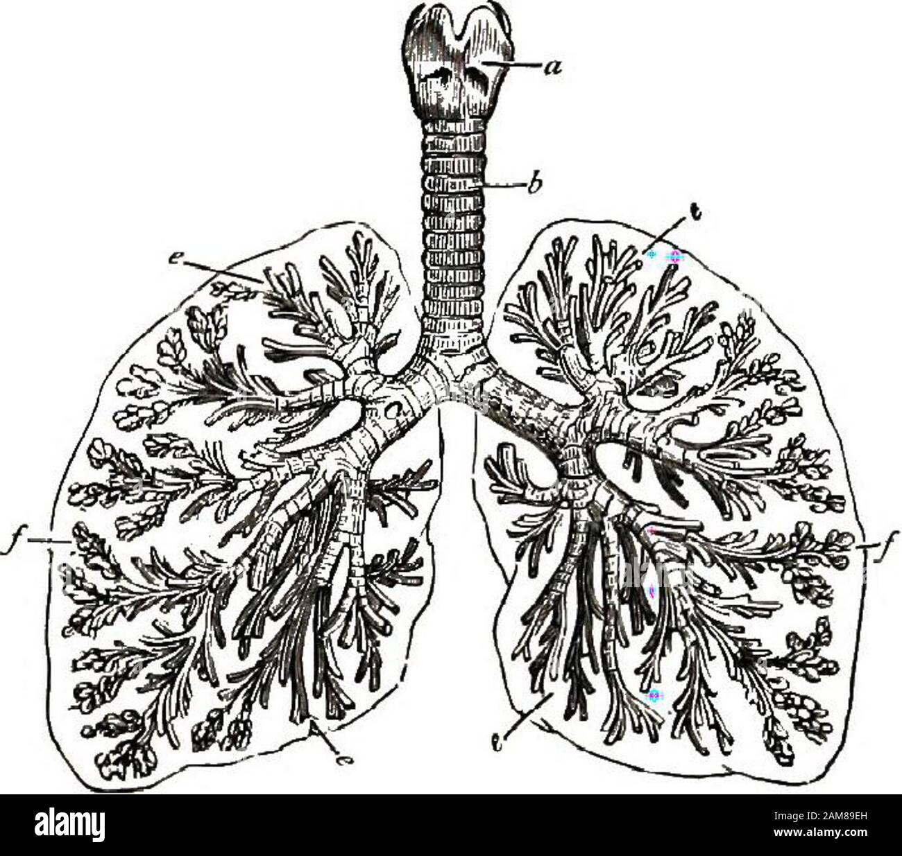 Anatomia elementare, fisiologia e igiene per gradi grammaticali più elevati . trachea collasserebbe, e il respiro sarebbe chiuso. Si noti che nel torace tra i due lungheala trachea si dirama in due parti, ciascuna delle quali guarda quitelike la trachea, solo più piccola (Fig. 40). Questi twoparts sono bronchi. Ogni bronco si suddivide all'interno del thelung in una serie di rami treelike, fino a che finalmente ogni porzione della sostanza polmonare è raggiunta da rametti ter-minal minuto di questo sistema di rami. Le divisioni DELLA RESPIRAZIONE 369 i bronchi sono chiamati tiebes bronchiali. Le bronchaltube terminano in clubs Foto Stock