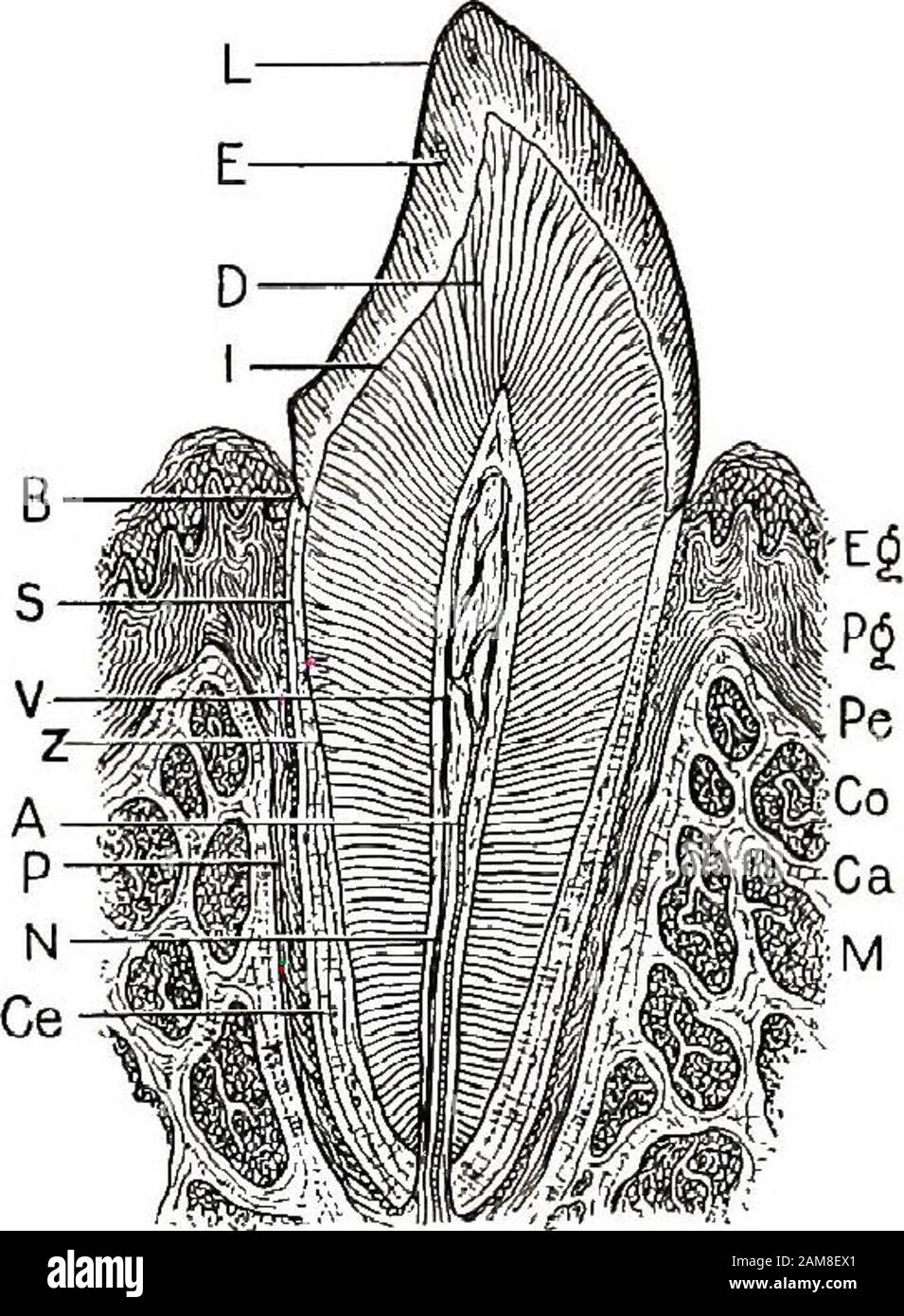 Anatomia elementare, fisiologia e igiene per gradi grammaticali più elevati . Fig. 23. Le mascelle e i denti; 1,2, incisivi;3, caicina; 4, 5, bicuspidi; 6, 7, S, molari;ffl, vena; &, arteria; c, nervo; (2, vena, arteria e nervo. [Da Johownot e Bonton.] NUTRIZIONE 93 il passaggio tutto in una volta, ma in successione, a partire dalla thefarynx. Il primo si contrae e rende il thesmaller, e quindi pushesthe cibo su per essere con-ted su dal nextband. Questo movimento è chiamato azione peristaltica. Lo stesso tipo di motionporta il cibo lungo tutta l'estensione del canale ali-mentario. 7. DEL SISTEMA. ANATOMYDI Foto Stock