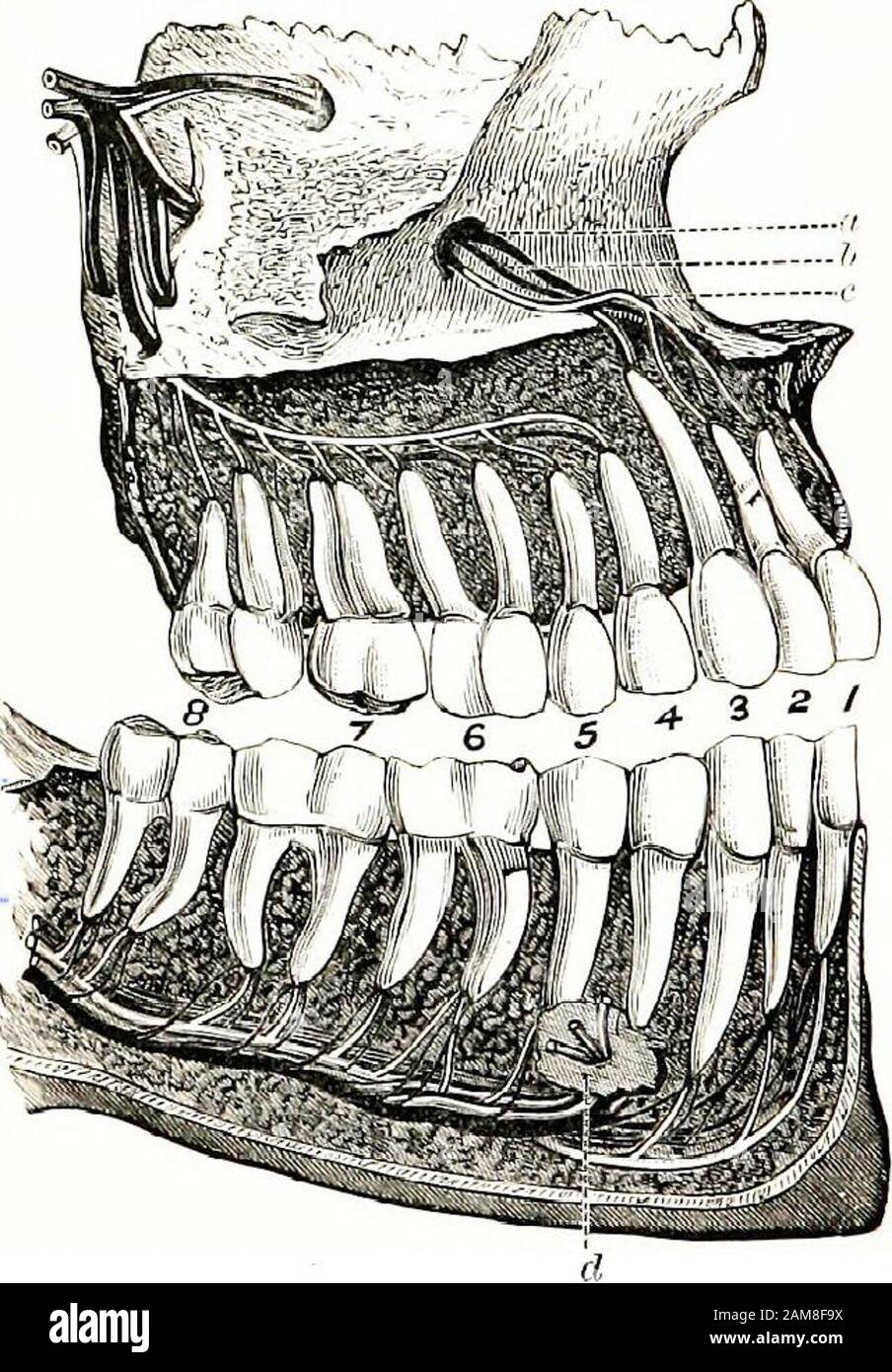 Anatomia elementare, fisiologia e igiene per gradi grammaticali più elevati. Submascellare, situatedunder la mascella; e sublinguale, upder ogni lato della thetongue. Queste ghiandole fanno o secernono la saliva andgive fuori quando stimolato dalla presenza di cibo in themouth, o anche dal pensiero di cibo. La faringe viene fornita con due porte che prevenivano il cibo da gettingnelle pas-sages sbagliate. Affinché il cibo non possa penetrare nella passaggionasale, l'uvula e il palato molle girino indietro il processo di deglutizione e coprire l'apertura; e che non possa entrare nella camera d'aria, alittle guard, il Foto Stock