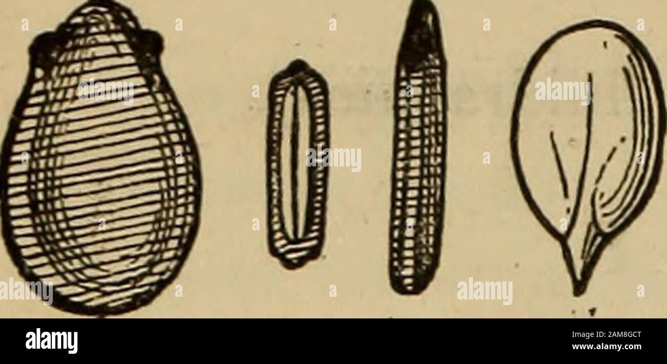 Un compagno della farmacopia degli Stati Uniti; . -tre per cento, più debole di quello della Farmacopea Phar del 1870. Il periodo mestruale dovrebbe essere stato alcool. Dose.- Da Due a otto centimetri cubici (-§? a 2 fluidi). Cubeb^e TKOCHISCI; Trocce U. S. Cubeb. Miscelare accuratamente 3,25 grammi (50 grani) di oleoresina di cubeb, un grammo (15 grani) di olio di sassafras, ventisei grammi (400 grani) di estratto di glicirriza, in polvere fine, tredici grammi (200 grani) di polvere di acacia, ed uno sciroppo sufficiente di quantità di tolu per formare una massa adeguata, da cui fare cento troches. Una ogni poche ore in bronchite, ecc Foto Stock