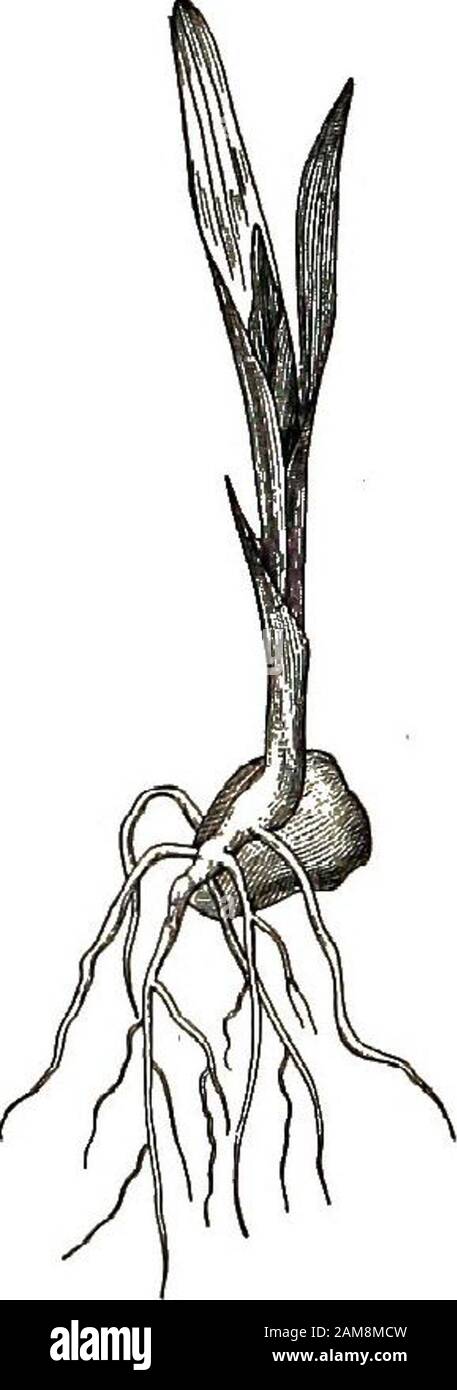 Anatomia elementare, fisiologia e igiene per gradi grammaticali più elevati . Fig. 2.- La pianta di mais che cresce dal nocciolo, a mostra la dimensione della pianta ad una settimana, b mostra la dimensione a dieci giorni, e c a due settimane. Calore da solo, per quelli che sono stati messi in una finestra calda senza acqua ancora dormiva. Ma quando abbiamo dato themboth calore ed umidità, si svegliarono e hanno cominciato a crescere.La crescita, tuttavia, si fermerà presto se la pianta hadno cibo, così la natura ha messo il cibo dove la pianta lo canget più facilmente. FISIOLOGIA delle piante 13 La parte bianca e la parte gialla del nocciolo sono allil cibo di cui la pianta ha bisogno Foto Stock