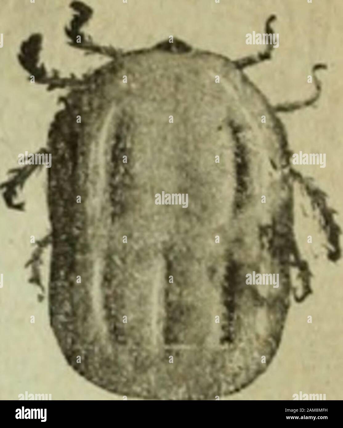 Notizie agricole . LA NOTIZIA AGRICOLA. Orses di spruzzatura PER Zecche, Lice -s) Mange. OATTLI TIO«F TICKS. I cavalli che soffrono di infestazione da zecche devono essere sottoposti allo stesso trattamento di catUe, (.e., devono essere pregati o immersi con una soluzione arsenicale. Il temperamento più nenoso del cavallo lo induce ad essere acutamente sensibile a tick preoccuparsi, E, oltre alla perdita reale di sangue causata da zecche che vivono su di lui, la sua sensibilità sotto l'azione irritante del parassita porta ad una perdita di appetito, con una sensibile contrazione di veo in energia e potenza di lavoro. F Sotto la costana Foto Stock