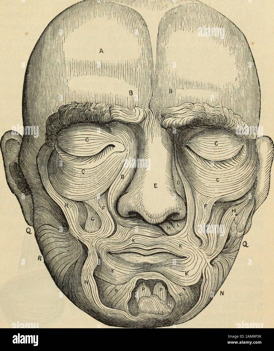 Nuova Fisionomia : o segni di carattere, come si manifesta attraverso il temperamento e le forme esterne, e specialmente nel 'volto umano divino'. MUSCOLI DEL VISO. 145 Sisfell. Fig. 165. MUSCOLI DEL VISO. A. occipiTo Frontalis;b. corrugatok s percentili;0. Orbiccjlakis Palpebuarttm;T&gt;, Levatou Labii Superioris; E. CoMPKESSOK Nasi; L. Depressore al.e Nasi; F. Levator Labii Propuius; G. Levator Anuli Oeis : H. Zygomaticus ; K. Orbicolular.s Obis ; M. Nasalis Labii Supevataris N. Lokulenti; Moculenti. ILATV^MA MVOIDES. 146 ANATOMIA DI Foto Stock