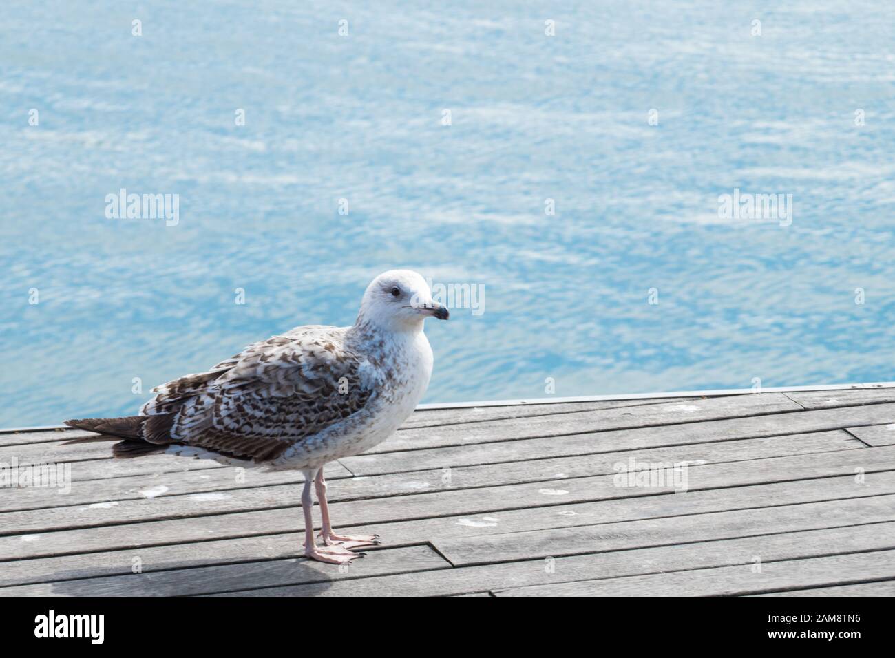 Uccello sul molo Foto Stock