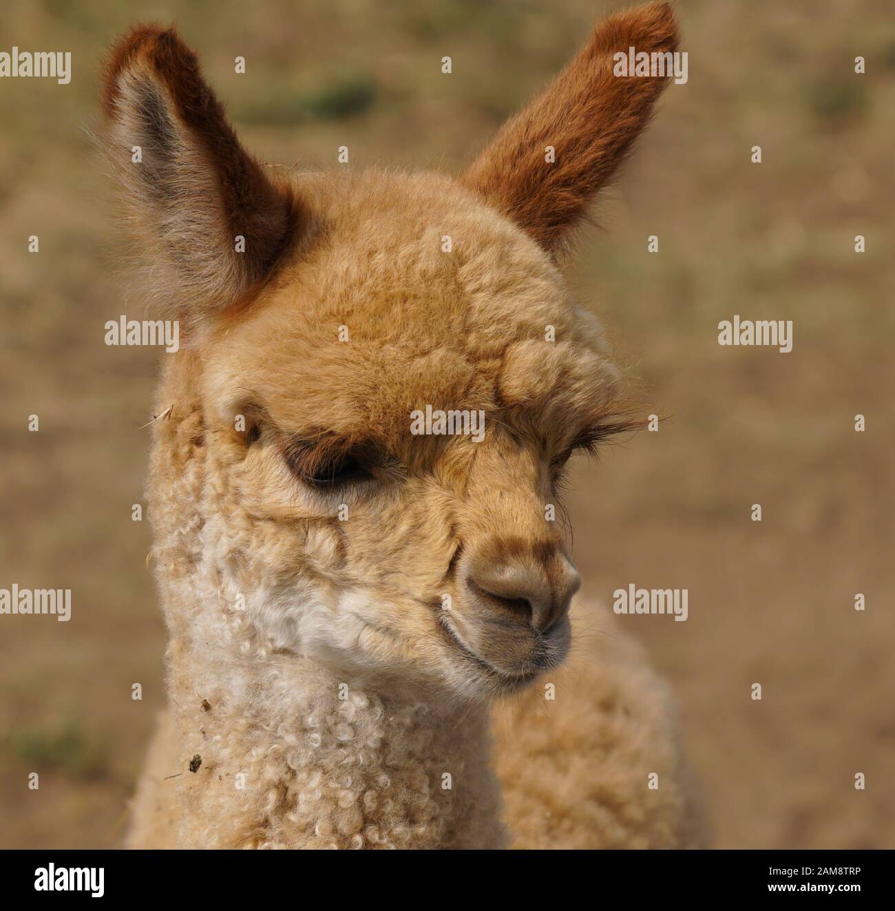 Close up il bel volto di una rossa intitolata alpaca baby. Foto Stock